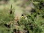 CostaRica06 - 178 * Yellow-bellied Siskin